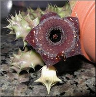 Huernia sp 1 Roy Photo de Roy